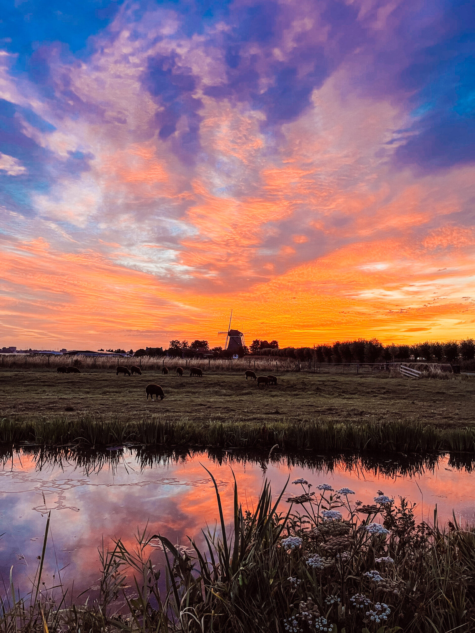 wiatrak Holandia pola przestrzeń