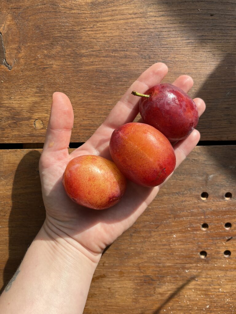 crumble bezglutenowe low carb szybki deser śliwki sezonowe gotowanie