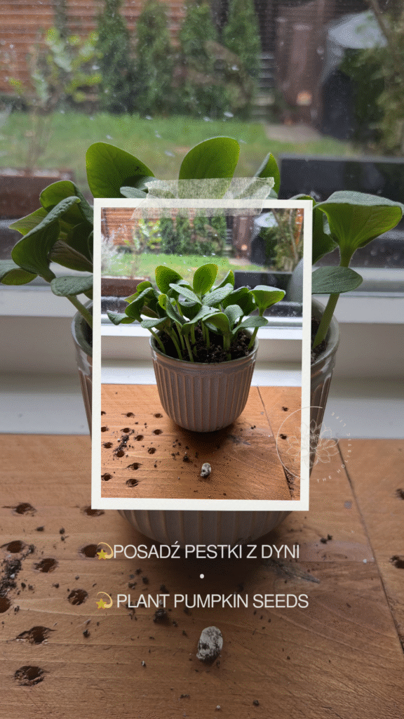 domowy ogród pestki z dyni